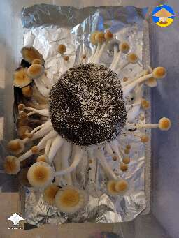 TidalWave fruiting