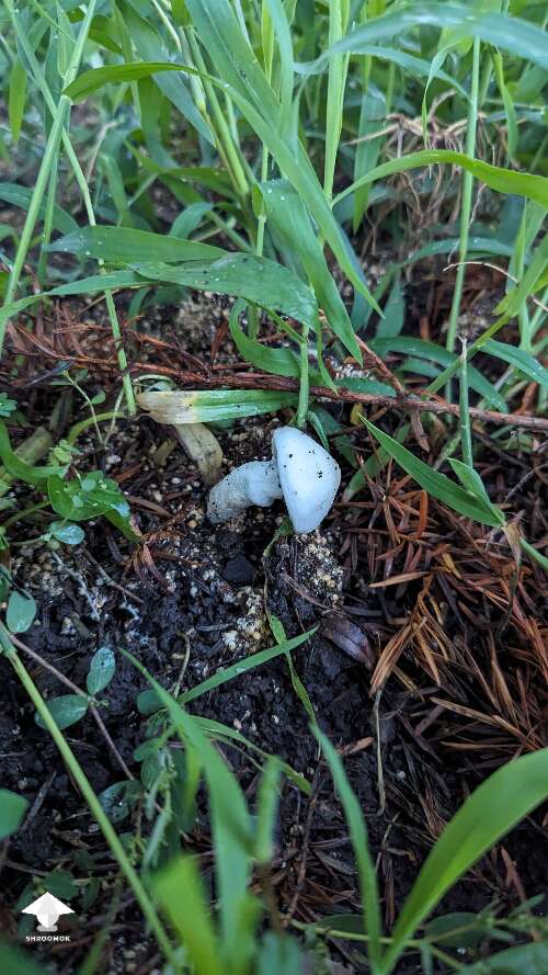 Mushroom fruiting outdoors in the garden