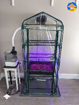 Mushroom Grow Tent