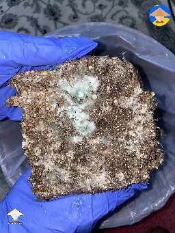 Think I got the trich contam. I just cut the piece out. Hope she survives