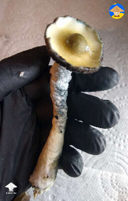 Yellow Umbo mushroom