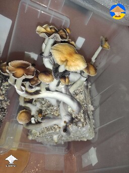 Z strain - 2nd flush - 158 grams