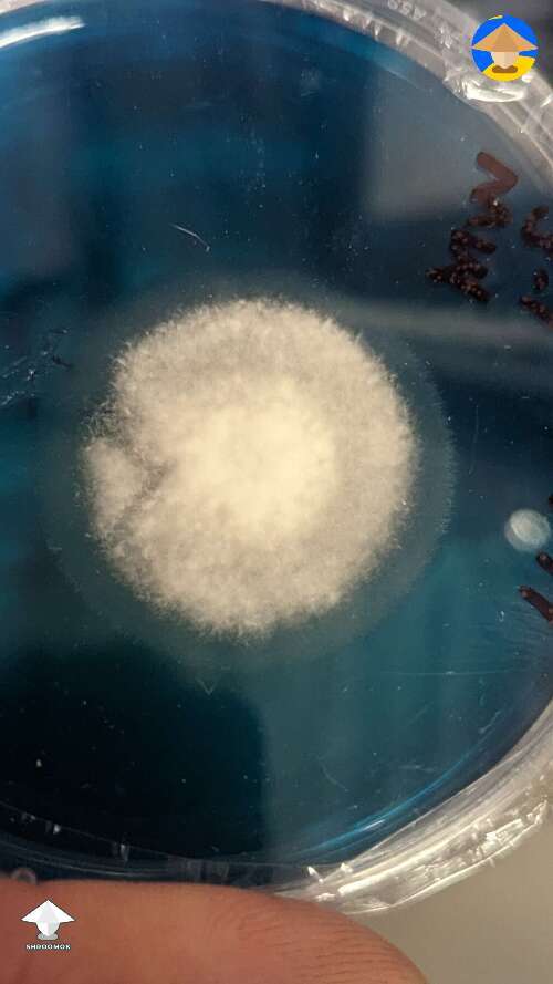 How this MS agar plate look?