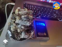 Jack Frost mushroom harvest 139 grams wet became 14.4 grams dry