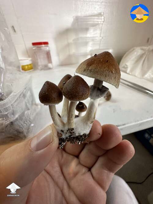 B+ cubensis mushroom clusters just keep coming #2