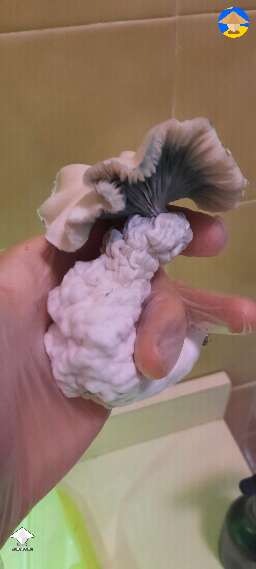 Gandalf shrooms harvest #2