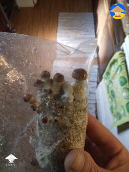 Little update on the cake I put outside in a bag because I thought it had contamination. Looks to be doing pretty good