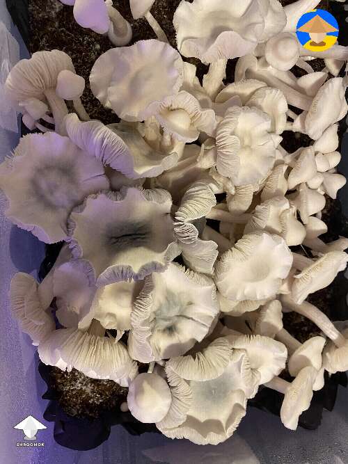 ARC or Albino Roller Coaster magic mushrooms