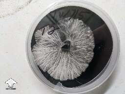Tidal Wave mycelium on black agar #2