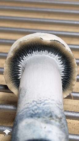 Clockwork Orange mushroom