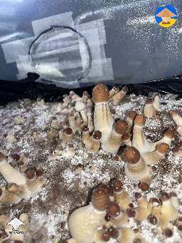 I’m getting a lot of albinos popping up from my pink buffalos