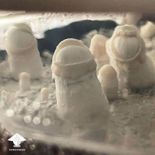 Mushroom cap cracked due to genetic mutation