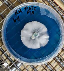 Mushroom cultures on agar - nice mycelium growth #5