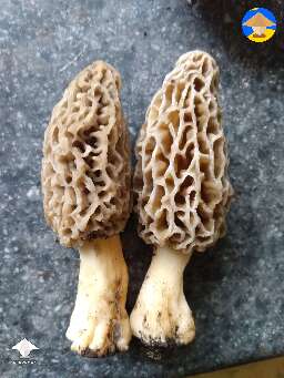 Morels couple
