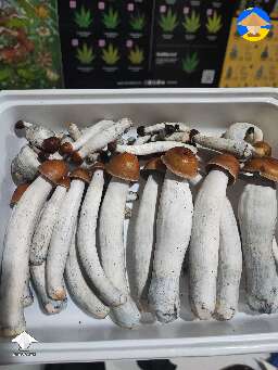 Mr. Peanut magic mushrooms on the stage today