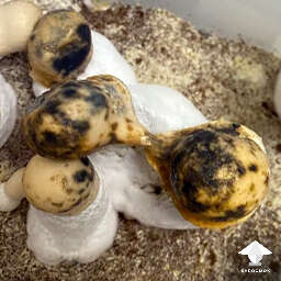 Bacterial black brown blotch on mushroom cluster