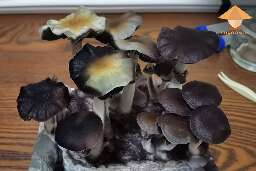 Spores on mushrooms