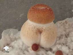 Hillbilly pumpkin mushroom