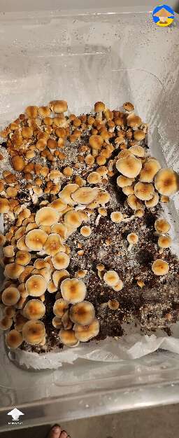 Cubensis Golden Teacher fruiting