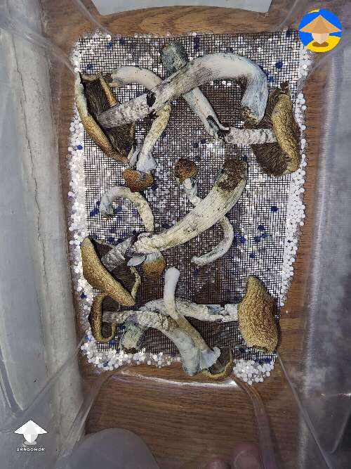 How I dry shrooms for storage