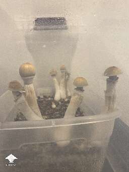 B+ on second flush 🥴