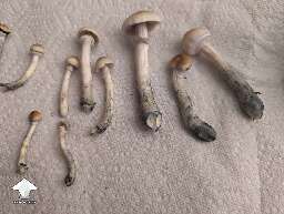 More South American mushrooms #2
