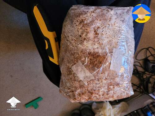 Step 5. Cut an X where I see primordia. Keep the edges of the bag where I made the cut back with some micropore tape #5