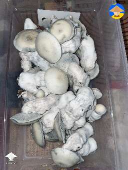 Harvested Haole mushrooms
