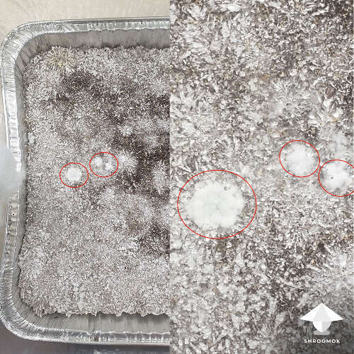 Early stage of Trich mold possible to treat