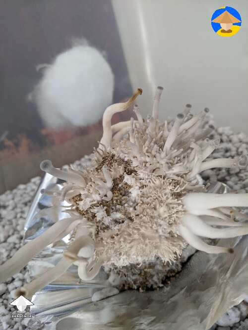 Oysters mushrooms - PF tek 