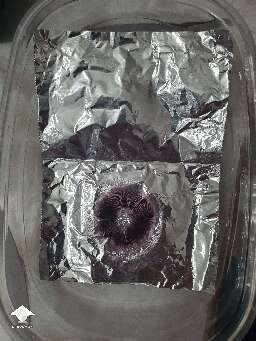 Ready Albino A+ spore print