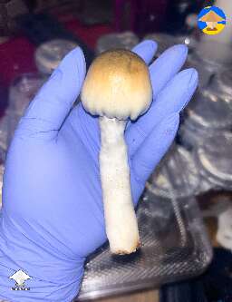 My first Bluey Vuitton harvested 😍 