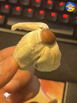 Weird GT mutant