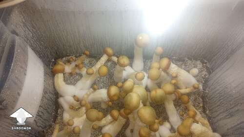 Time for my very first harvest - Penis Envy shrooms