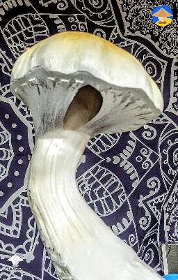 Final flush of Tidal Wave magic mushrooms #3