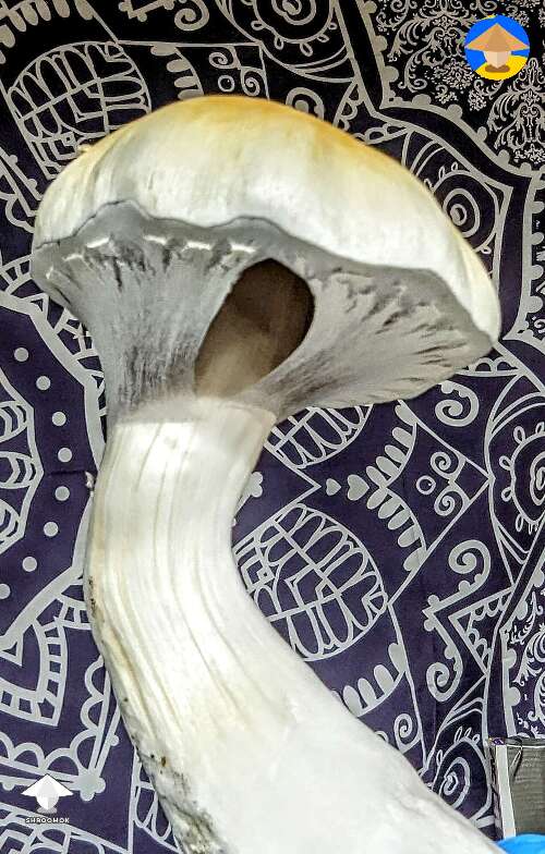 Final flush of Tidal Wave magic mushrooms #3