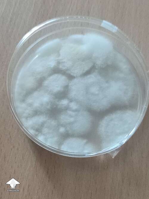 Fluffy mycelium growth on agar. Healthy or contamination?