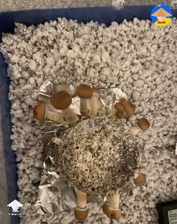 PF tek cake fruiting