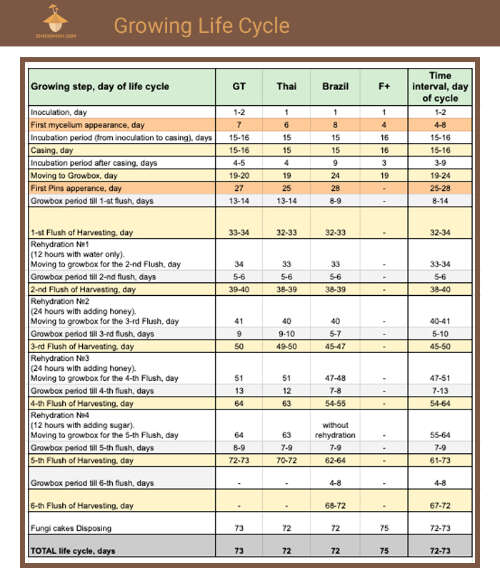 Growing psilocybe mushrooms life cycle