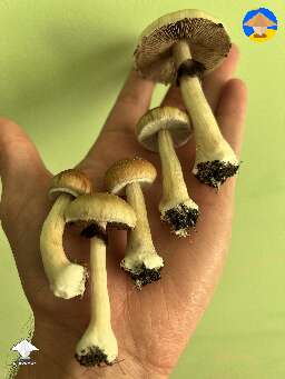 Pink Buffalo shrooms