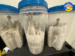 My mushroom kids growing