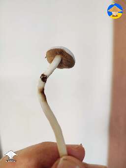 Rusty Whyte first shroom ever. Thank you everybody for helping ❤️