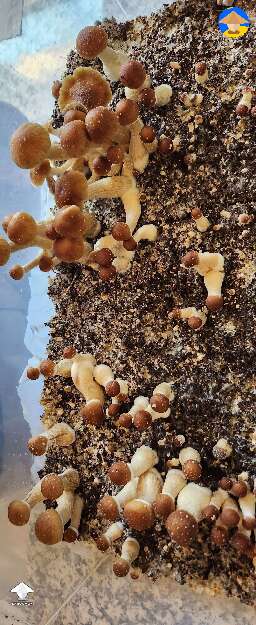 Some yummies Cubensis B+ first tub 
