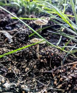Compost fruits