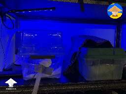 Ready for mushroom fruiting period