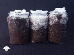 Fruiting blocks update - 14 days after S2B - Reishi growing diary