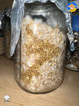 Jar of baper has some weird growth. Used unmodified lids. I am testing 4 different lid methods