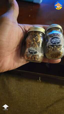Tiny grain jars! One inoculated with agar and other with syringe