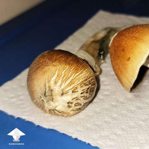 Mushroom cap crack