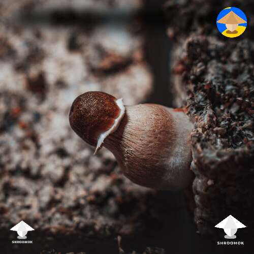 Golden Teacher magic mushroom photoshoot